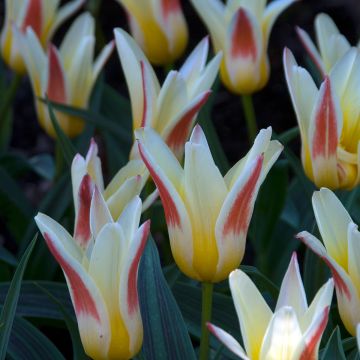 Lummetulppaani Johann Strauss