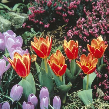 Lummetulppaani Shakespeare