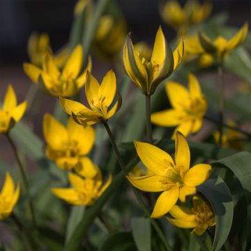 Kasvitieteellinen tulppaani - Tulipa neustruevae