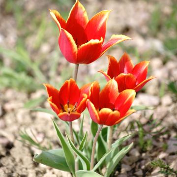 Kasvitieteellinen tulppaani - Tulipa schrenkii