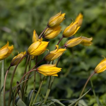Metsätulppaani - Tulipa sylvestris