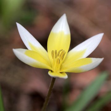 Parvitulppaani - Tulipa tarda