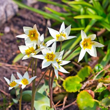 Kääpiötulppaani - Tulipa turkestanica