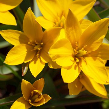 Parvitulppaani - Tulipa urumiensis