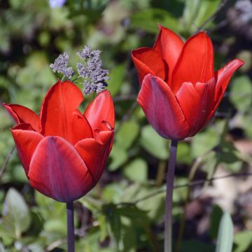 Varhainen yksinkertainen tulppaani Couleur Cardinal