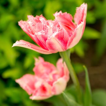 Ripsureunatulppaani Crispion Sweet