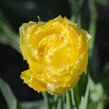 Ripsureunatulppaani Exotic Sun