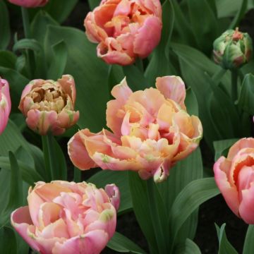 Myöhäinen kerrottu tulppaani Pink Star