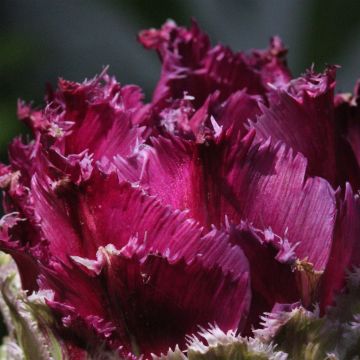 Ripsureunatulppaani Purple Tower