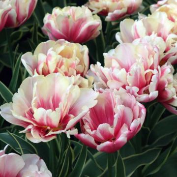 Myöhäinen kerrottu tulppaani Toplips
