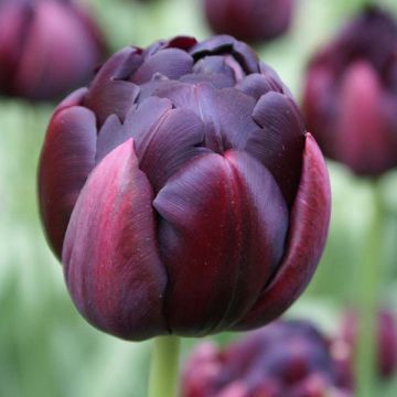 Myöhäinen kerrottu tulppaani Black Héro