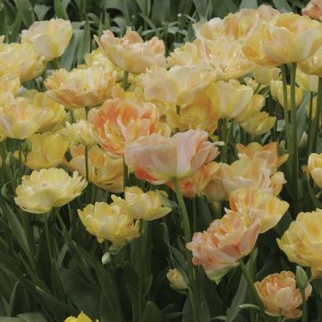 Myöhäinen kerrottu tulppaani Orange Angelique