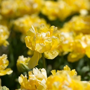 Varhainen kerrottu tulppaani Yellow Margarita