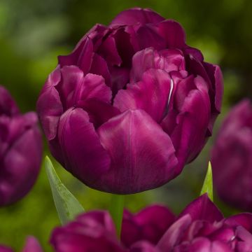 Varhainen kerrottu tulppaani Alison Bradley