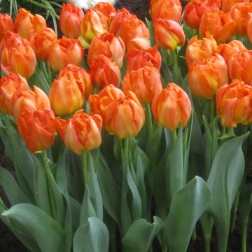 Varhainen kerrottu tulppaani Monte Orange