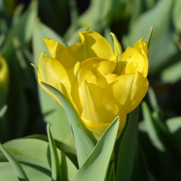 Varhainen kerrottu tulppaani Yellow Baby