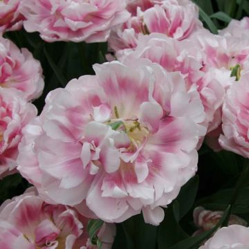 Varhainen kerrottu tulppaani Melrose