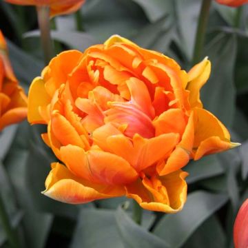 Myöhäinen kerrottu tulppaani Orange Princess