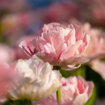 Myöhäinen kerrottu tulppaani Angelique