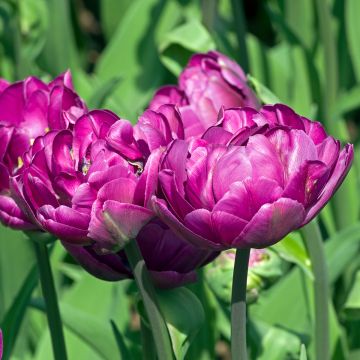 Myöhäinen kerrottu tulppaani Blue Wow
