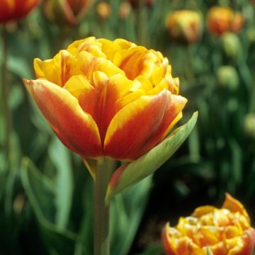 Myöhäinen kerrottu tulppaani Bonanza