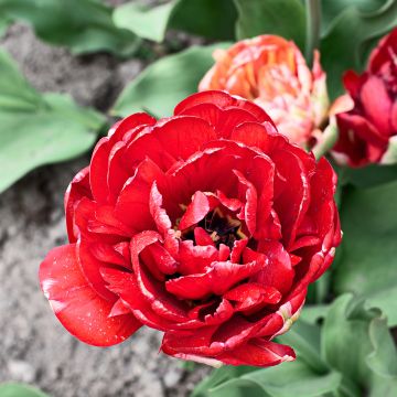 Myöhäinen kerrottu tulppaani Gudoshnik Double