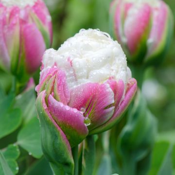Myöhäinen kerrottu tulppaani Ice Cream