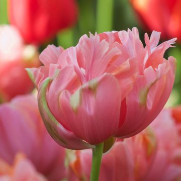 Myöhäinen kerrottu tulppaani Menton Unique