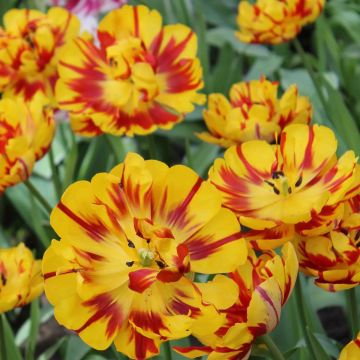 Myöhäinen kerrottu tulppaani Nizza