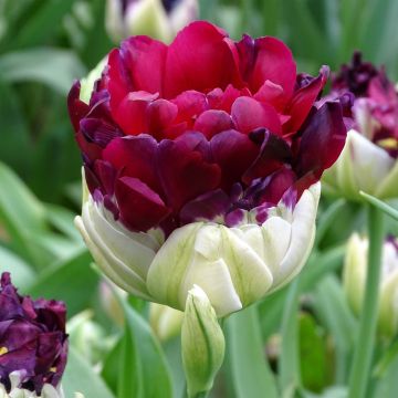 Myöhäinen kerrottu tulppaani Pop Up Purple
