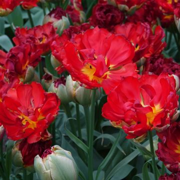 Myöhäinen kerrottu tulppaani Pop Up Red