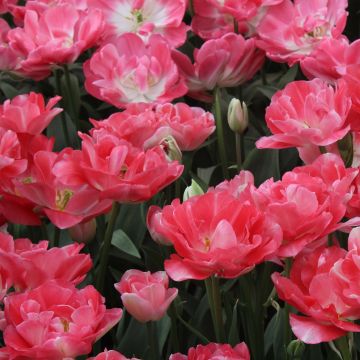 Myöhäinen kerrottu tulppaani Princess Angélique