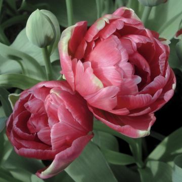Myöhäinen kerrottu tulppaani Wedding Gift
