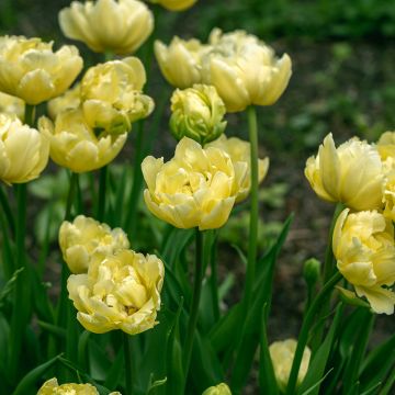 Myöhäinen kerrottu tulppaani Yellow Mountain