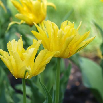 Liljatulppaani Yellow Spider
