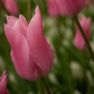 Liljatulppaani China Pink