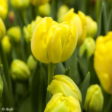 Tulitulppaani Yellow Empress