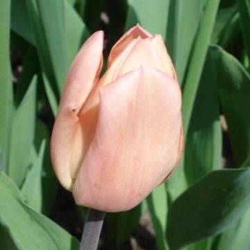 Greigii-tulppaani Für Elise