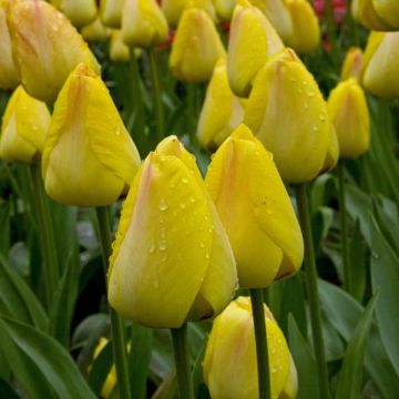 Greigii-tulppaani Lemon Giant