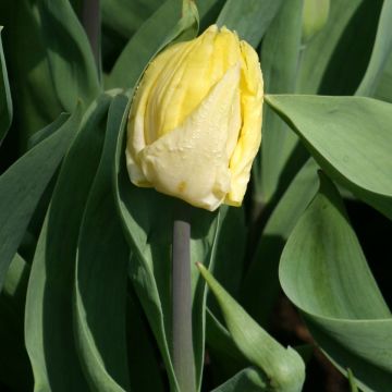 Varhainen yksinkertainen tulppaani Sunny Prince