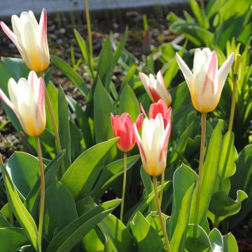 Lummetulppaani Hope