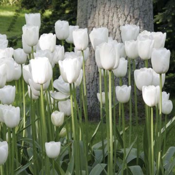 Myöhäinen yksinkertainen tulppaani Maureen