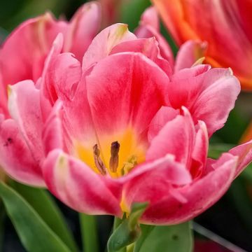 Varhainen kerrottu tulppaani Peach Blossom