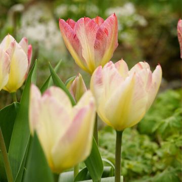 Monikukkainen tulppaani Antoinette