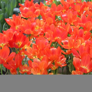 Monikukkainen tulppaani Orange bouquet