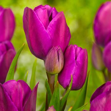 Monikukkainen tulppaani Purple Bouquet