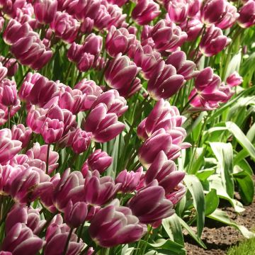Monikukkainen tulppaani Purple Elegance
