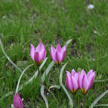 Tähtitulppaani var. pulchella