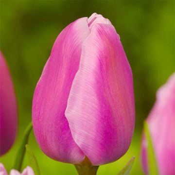 Varhainen yksinkertainen tulppaani Aafke