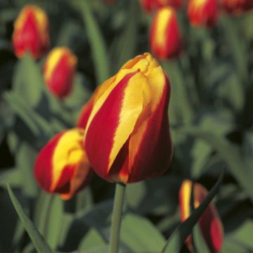 Varhainen yksinkertainen tulppaani Keizerskroon